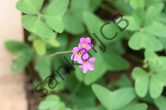 Oxalis latifolia